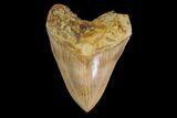 Serrated, Fossil Megalodon Tooth - West Java, Indonesia #154646-2